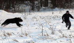 bear chase